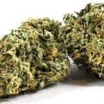 Zombie Kush