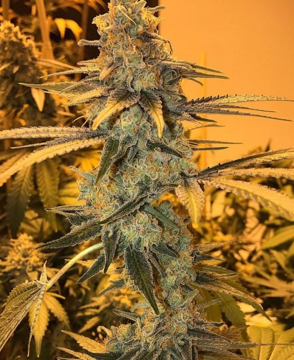 og-kush-1-1.jpg BUY OG KUSH ONLINE - Image 1