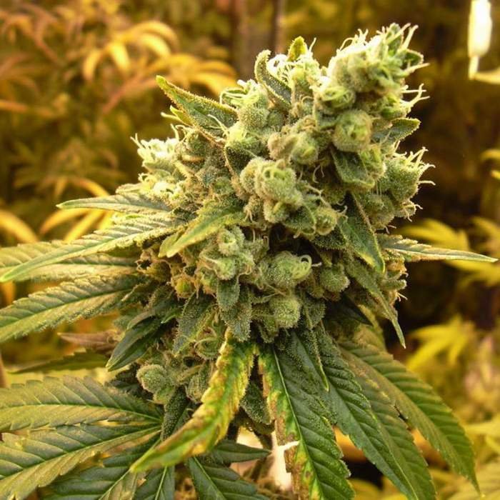 sour-diesel-feminized.jpg SOUR DIESEL MARIJUANA STRAIN - Image 1